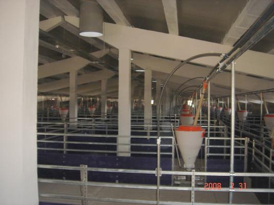 Swine breeding farm (10.000 pigs) 7