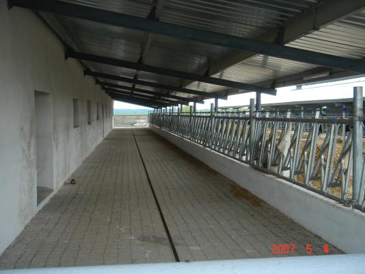 Fermă vaci cu lapte 6