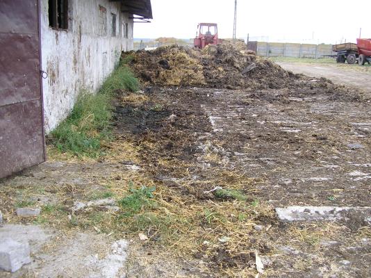 Fermă vaci cu lapte 9