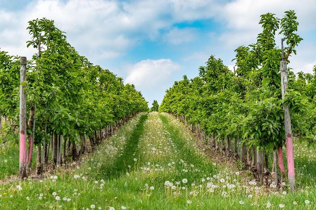 Reconversia unei plantații pomicole bătrâne în cultură ecologică